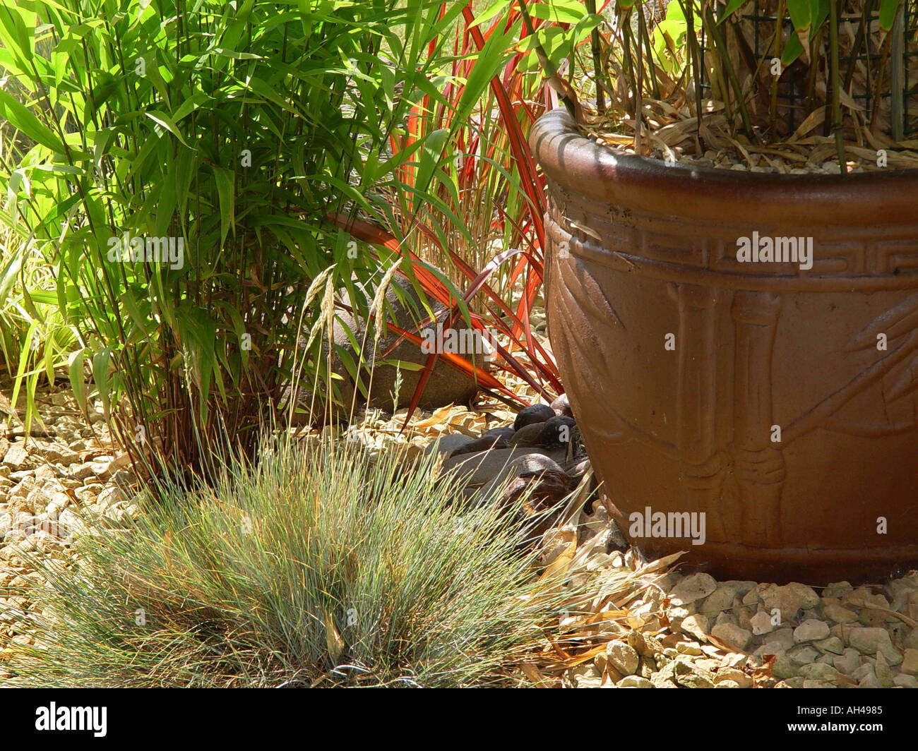 Bambus Garten Gräser Imperata Festuca glauca Stockfoto, Bild ... Bambus Garten Gräser Imperata Festuca glauca Stockfoto, Bild ...