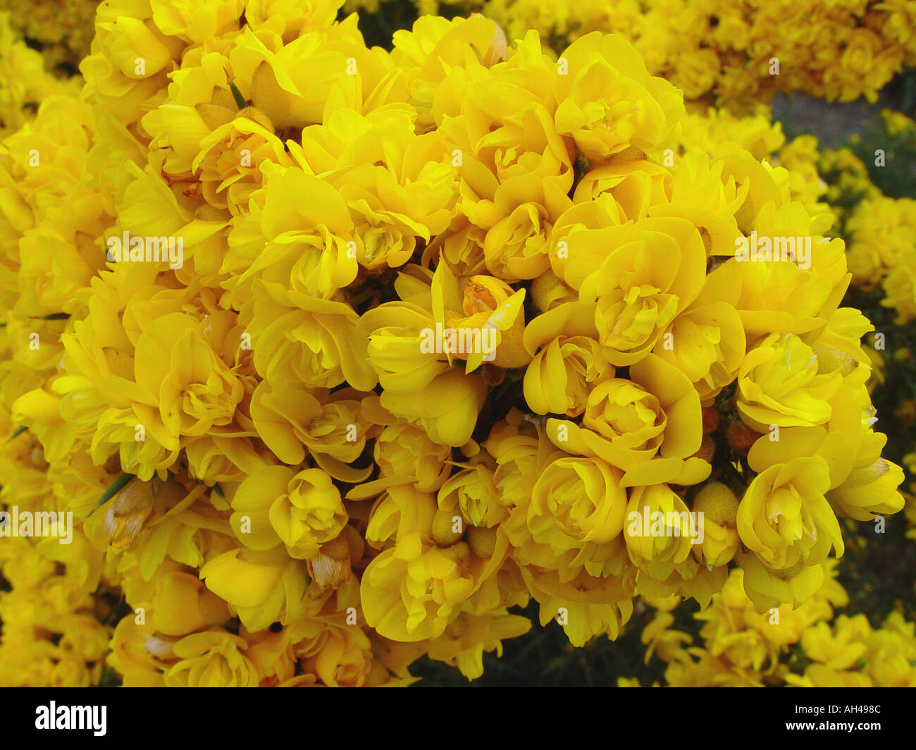 Ulex Europus Flore Plene gefüllte Blüten auf gemeinsame Ginster Stockfoto