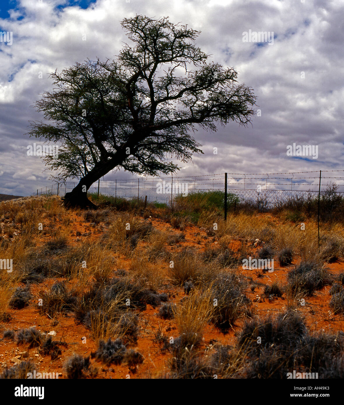 Südafrikanischen Baum Stockfoto