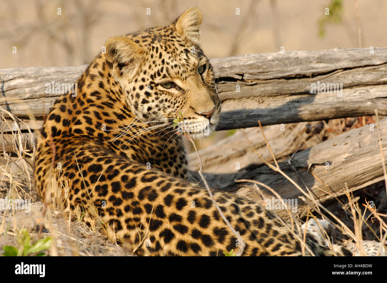 Stock Foto von einem afrikanischen Leoparden (Panthera Pardus) zusammengerollt neben ein Protokoll. Stockfoto
