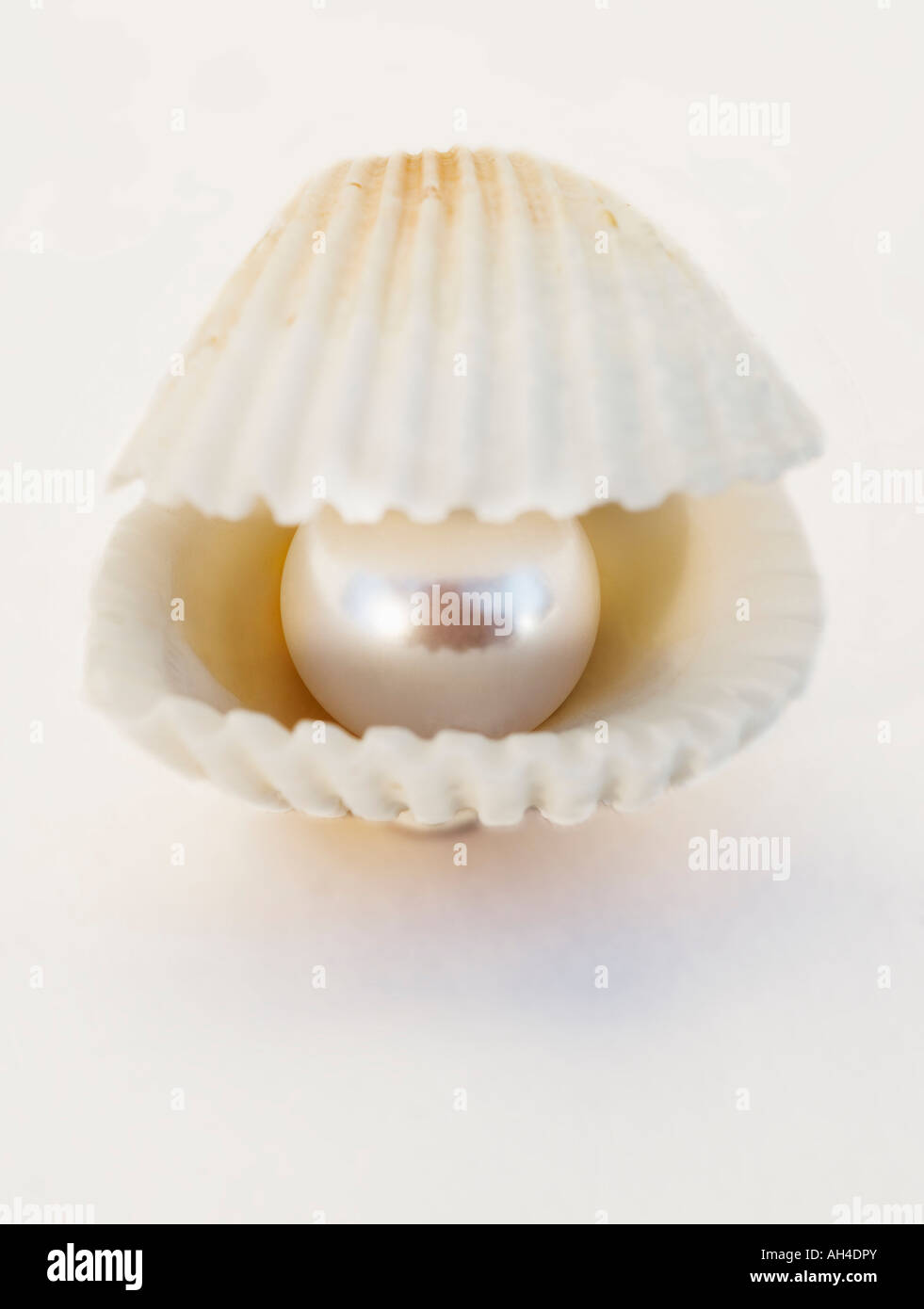 Perle in einer shell Stockfoto