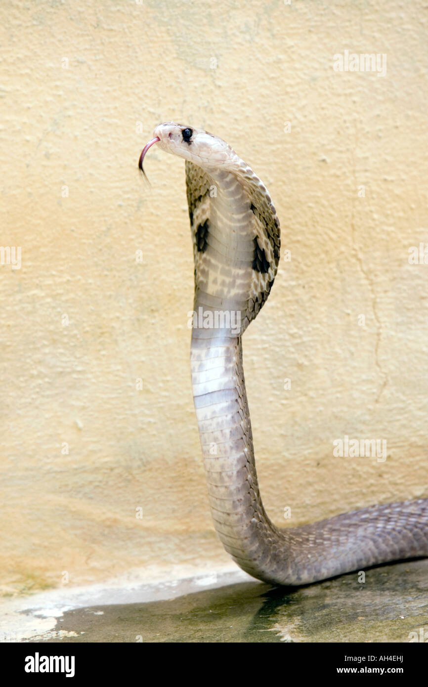 Indische Spectacled Cobra. Indien Stockfoto
