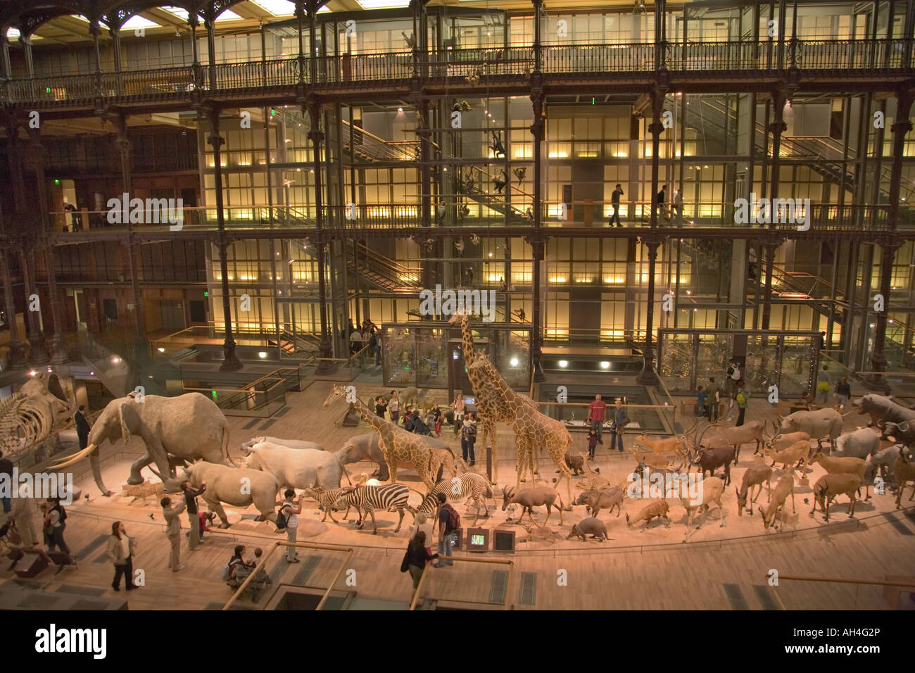 Grande Galerie de l Evolution im Musée National d Histoire Naturelle Stockfoto