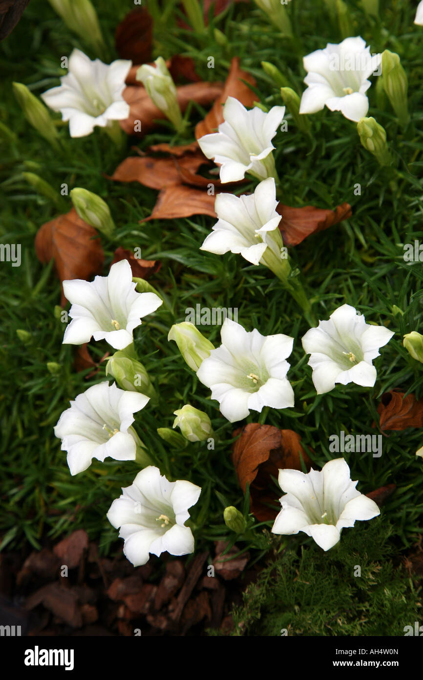 Bild von feinen weißen Enzian Blumen am Malvern Herbst Show 2007 Stockfoto