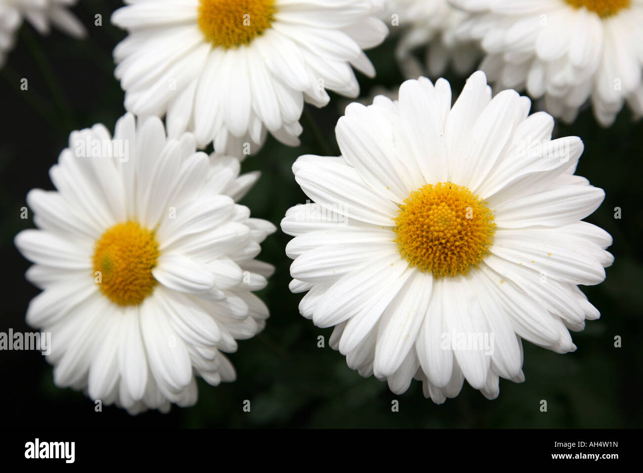 Bild von White Daisy Blumen am Malvern Herbst Show 2007 Stockfoto