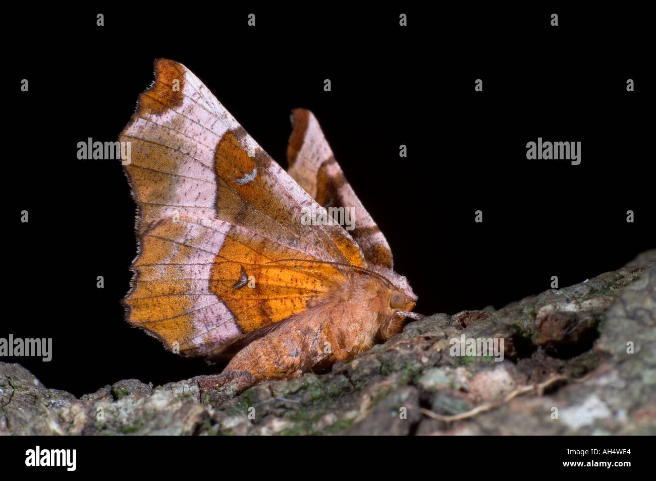 Lila Dorn Motte Selenia Tetralunaria mit Flügel angehoben Stockfoto
