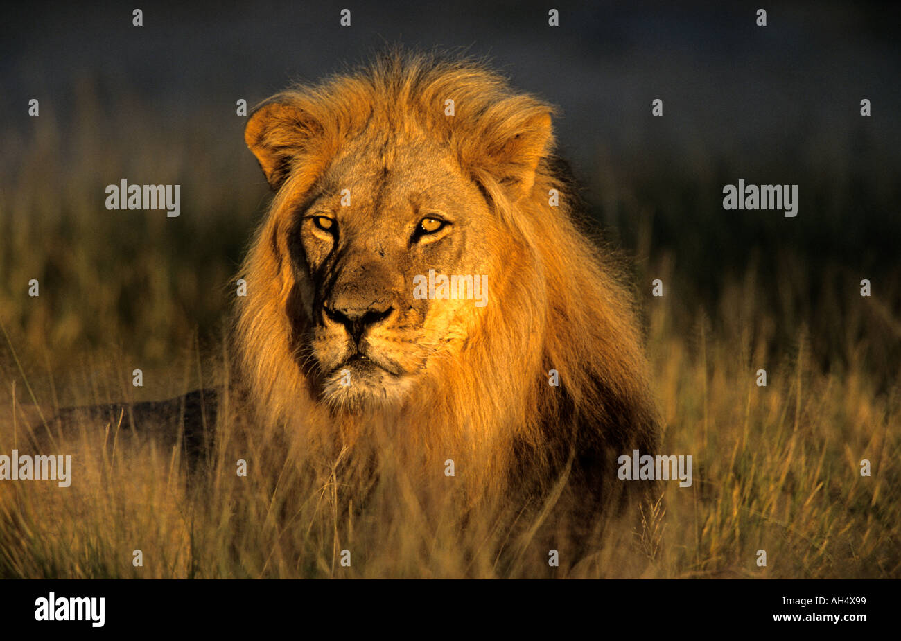 Löwe im Kgalagadi Transfrontier Park Nossob Camp Südafrika Stockfoto