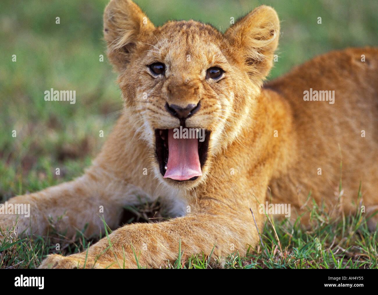 Löwenjunges brüllen Stockfoto
