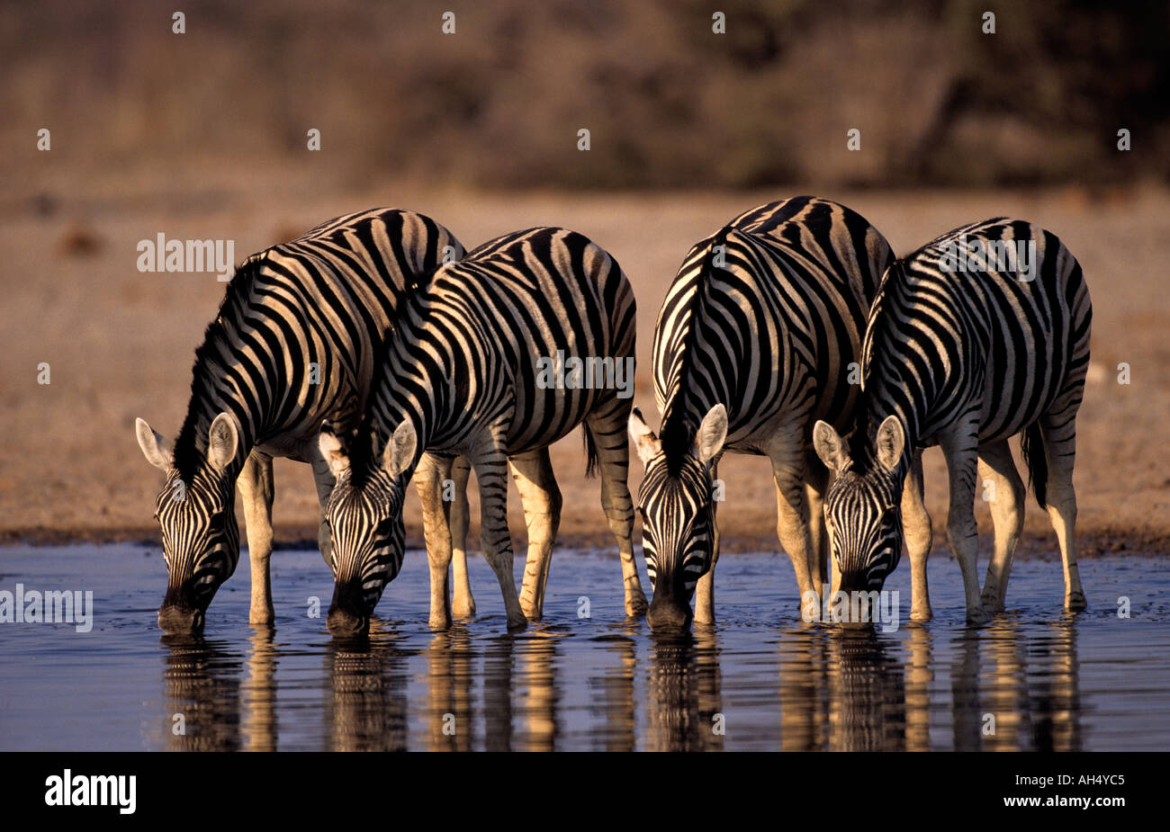 Zebra Etosha Nationalpark Namibia Stockfoto