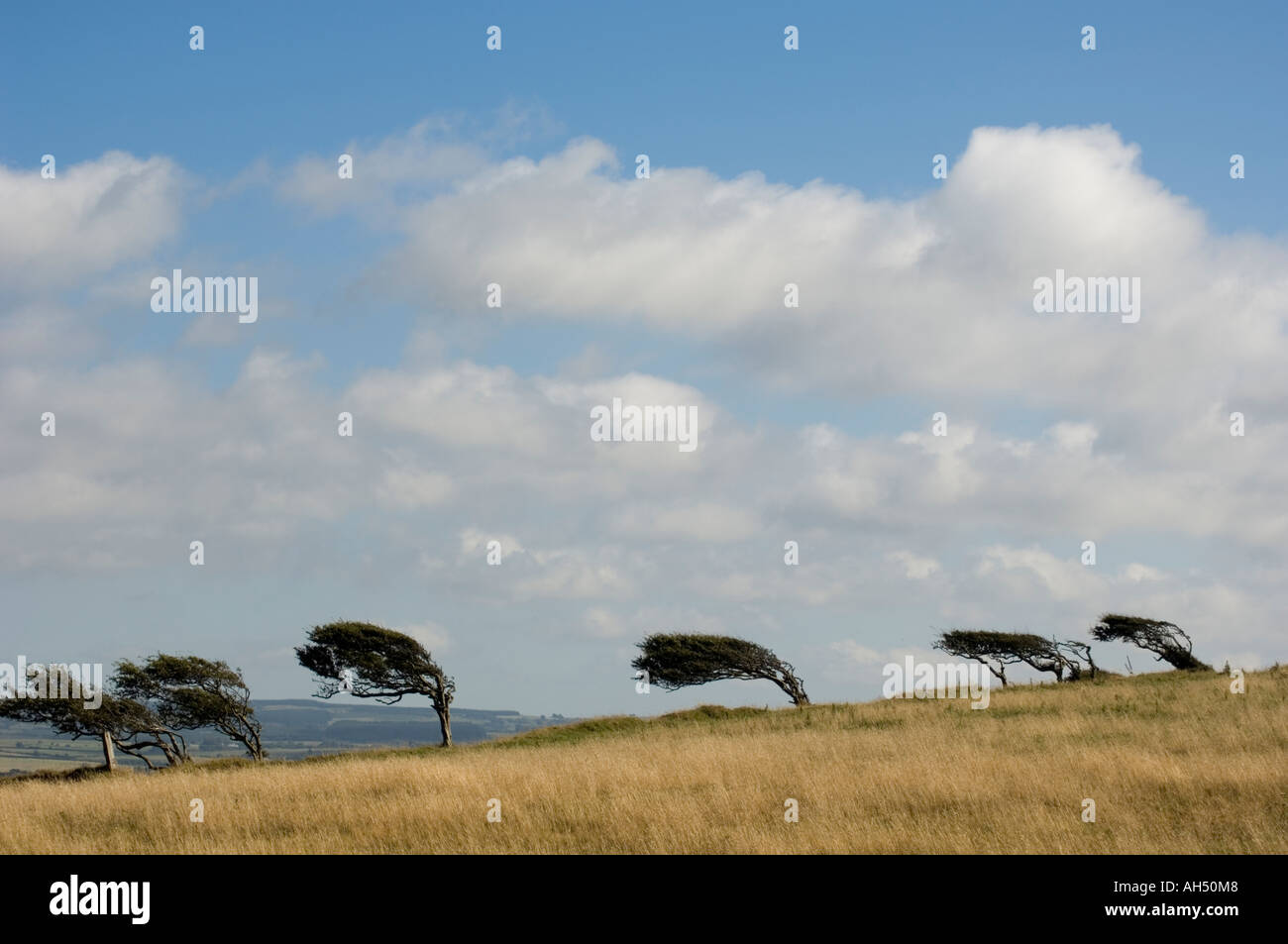Bäume gebogen durch die Kraft des Windes, Wales UK Stockfoto