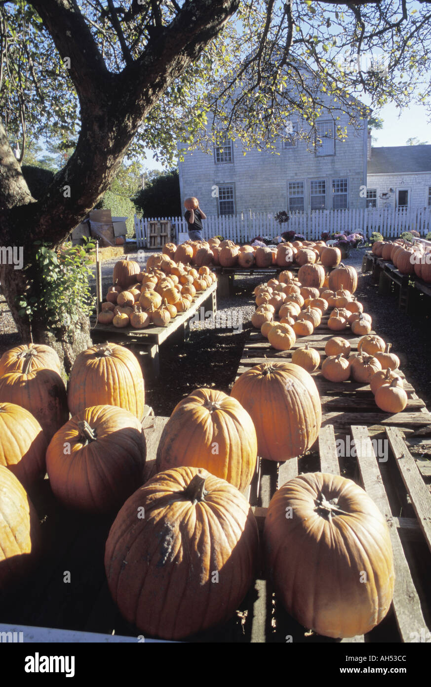 Kürbisse zum Verkauf auf einer amerikanischen farm Stockfoto