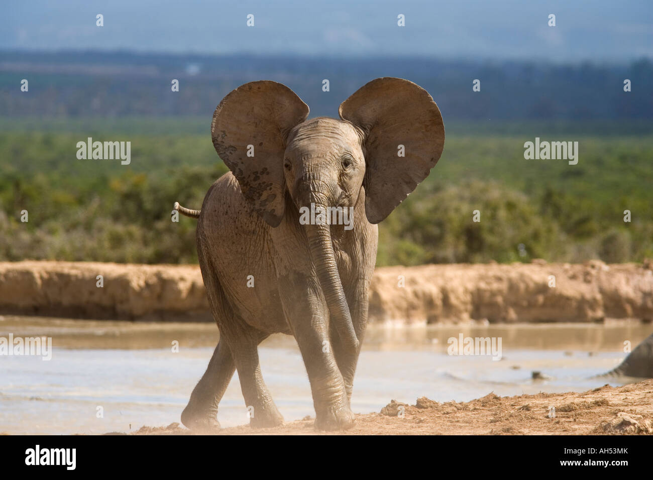Afrikanischer Elefant Loxodonta Africana Addo Elephant National Park in Südafrika Stockfoto