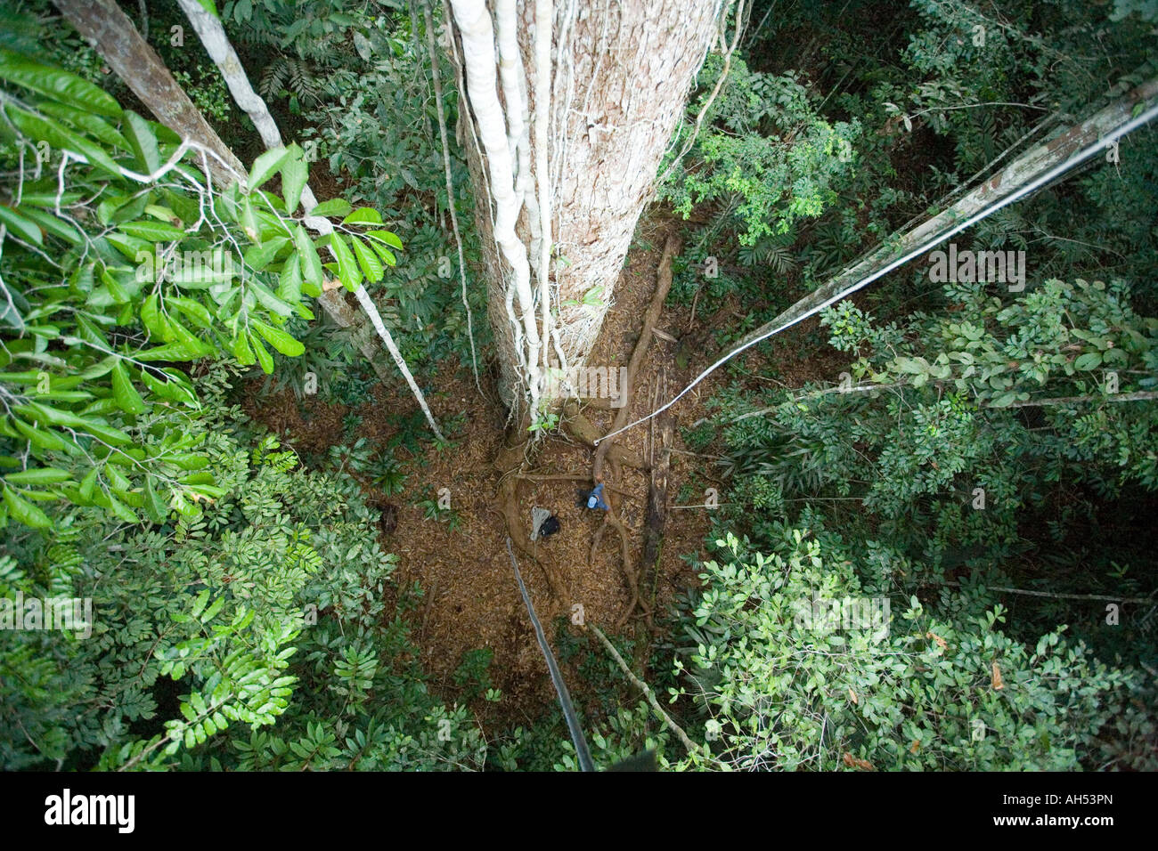 Canopy 50m über den Amazonas-Dschungel Stockfoto