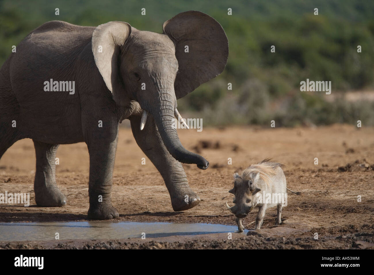 Afrikanischer Elefant Loxodonta Africana jagen Warzenschwein Addo Elephant National Park in Südafrika Stockfoto