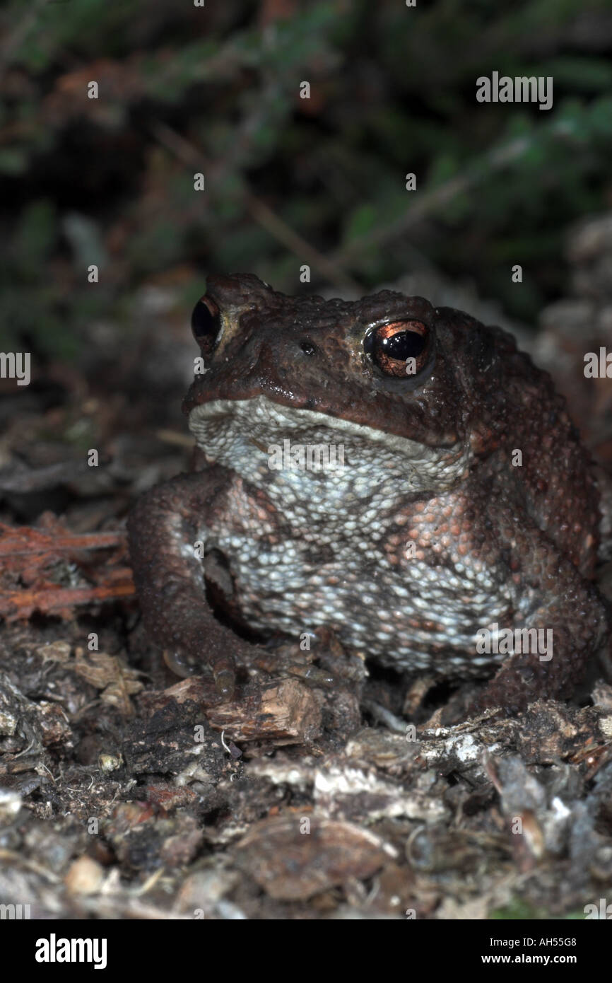 Gemeinsamen Kröte Bufo Bufo. Staffordshire. England Stockfoto