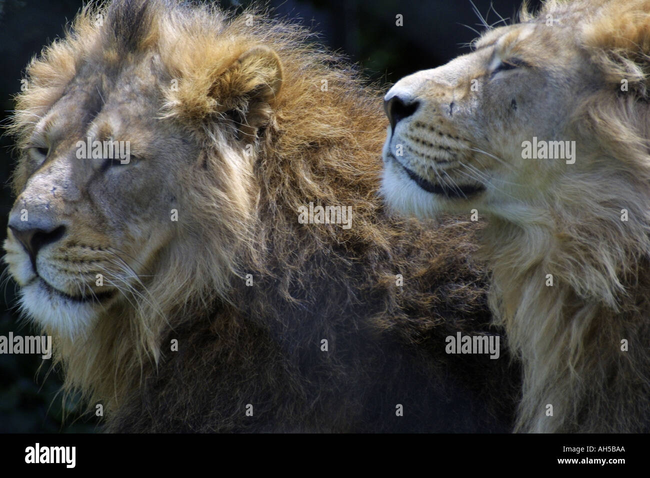 Asiatische Löwen Stockfoto