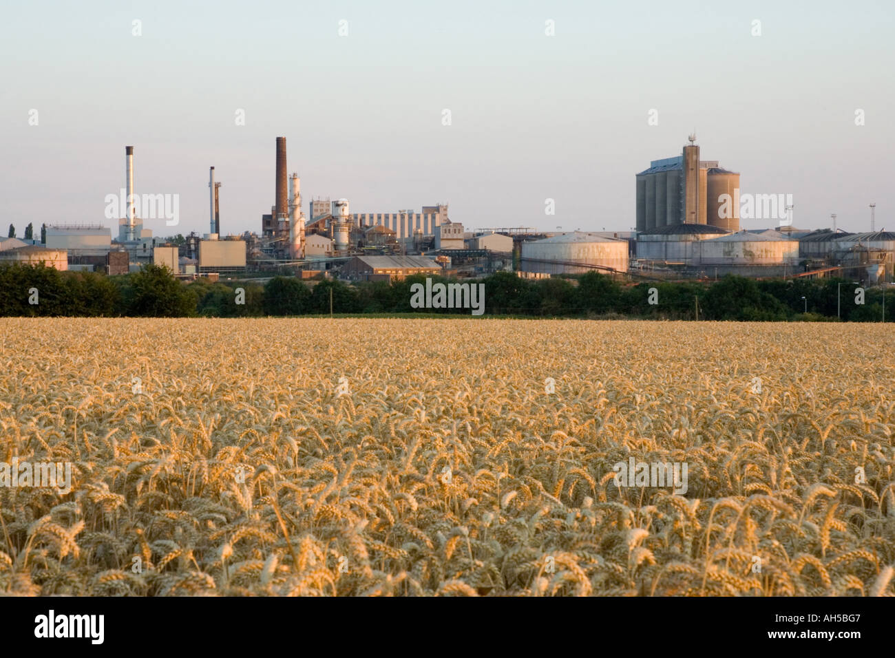 Die britische Rüben Verarbeitung Zuckerfabrik in Bury St Edmunds in Suffolk, UK Stockfoto