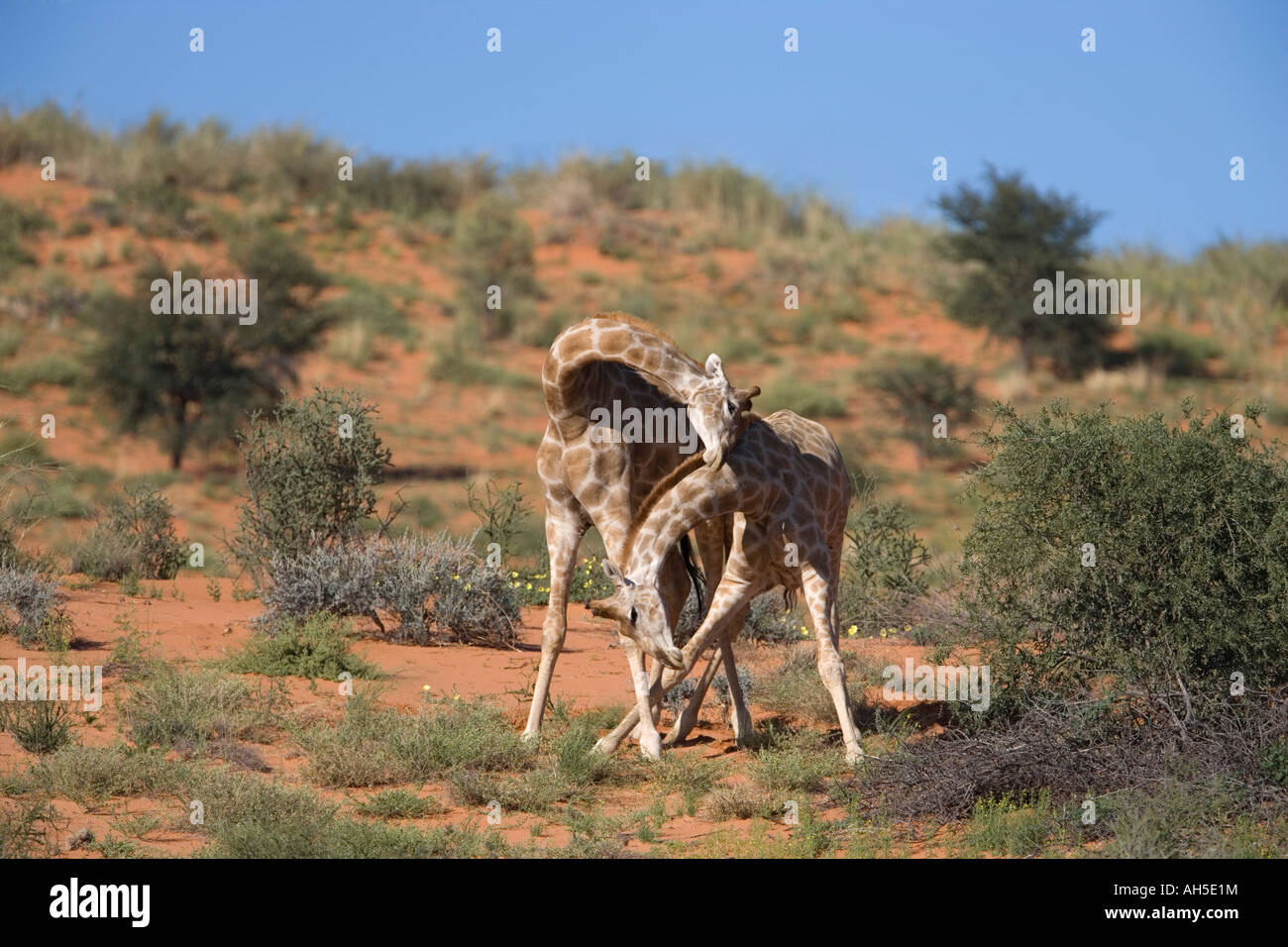 Giraffe Giraffa Plancius Einschnürung zur Gründung Dominanz Hierarchie Kgalagadi Transfrontier Park in Südafrika Stockfoto