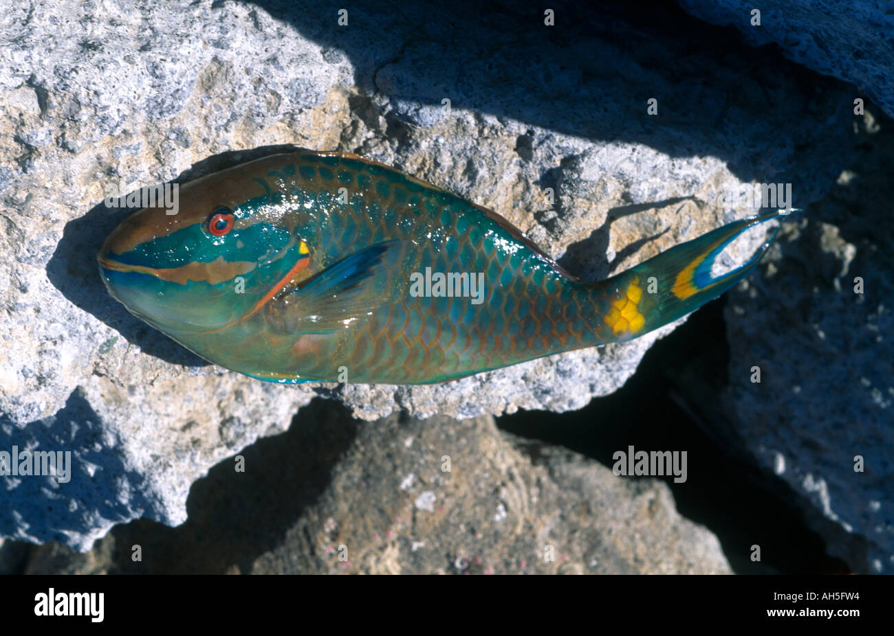 Nevis Nisbet Strand Fisch Stockfoto