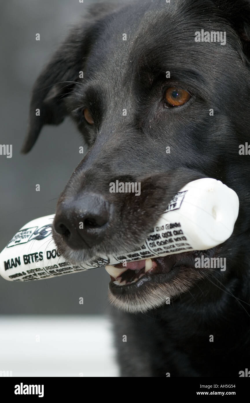 Hund mit Papier Stockfoto