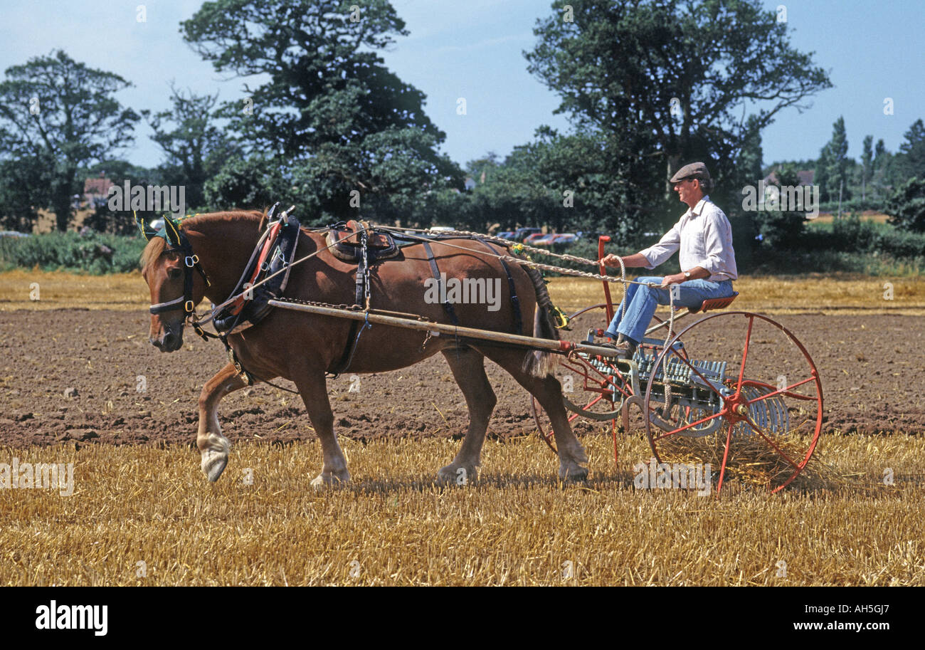 Schwere Pferde arbeiten, Somerset, UK. Stockfoto