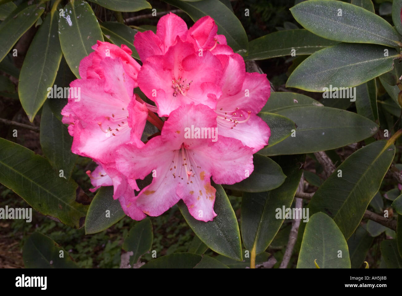 Rhododendron Phododendron sp Mendacino California Stockfoto