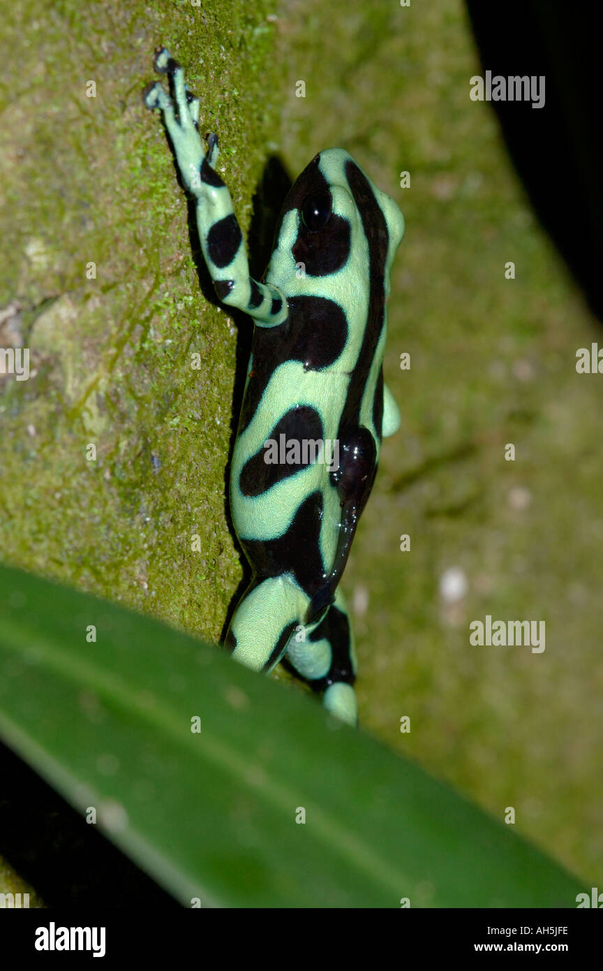 Grün und schwarz Poison Frog Dendrobates Auratus im primären Regenwald Chilamate Costa Rica das Männchen trägt eine Kaulquappe Stockfoto