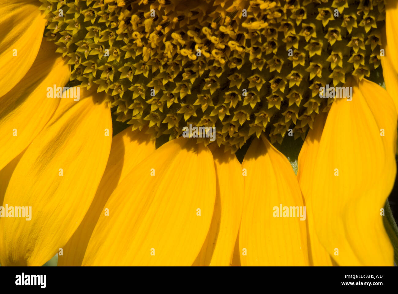Eine Nahaufnahme einer Sonnenblume Stockfoto