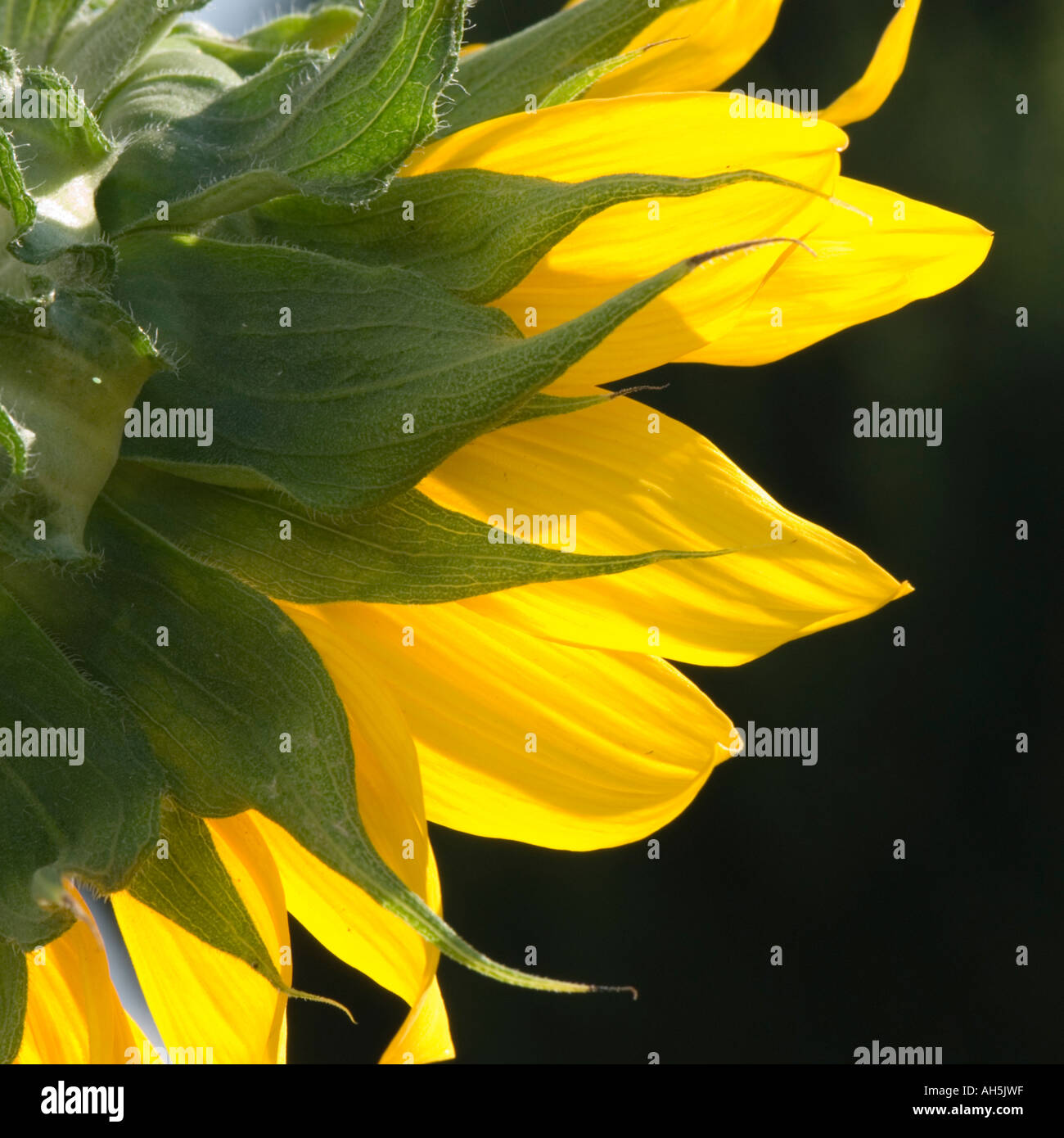 Eine Nahaufnahme einer Sonnenblume Stockfoto