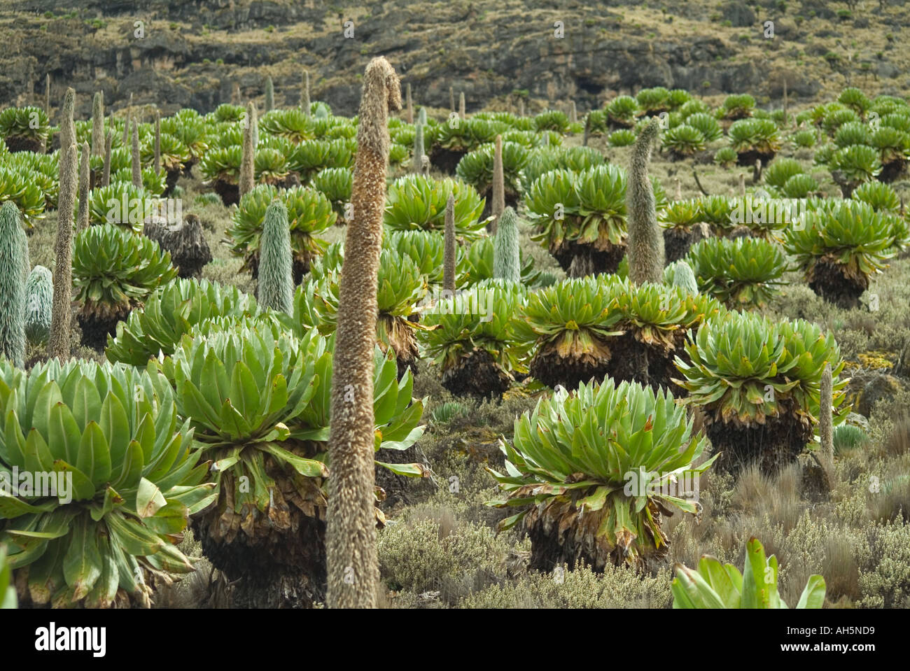Vegetation und Berg Pflanzen auf die Sirimon Route am Mount Kenya. Kenia,  Südafrika Stockfotografie - Alamy