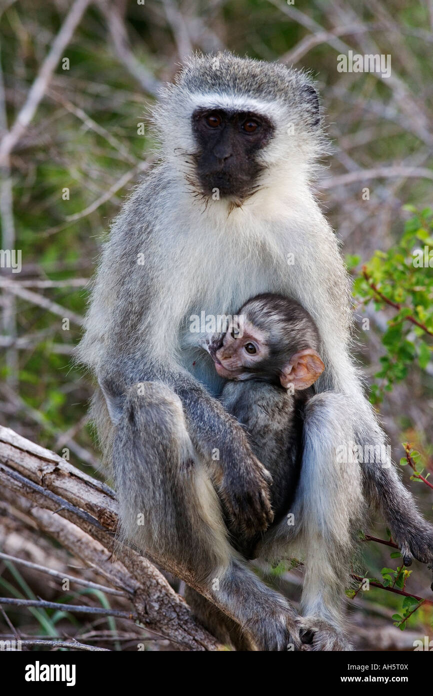 Vervet Affen führen Aethiops mit Baby Kruger Nationalpark in Südafrika Stockfoto