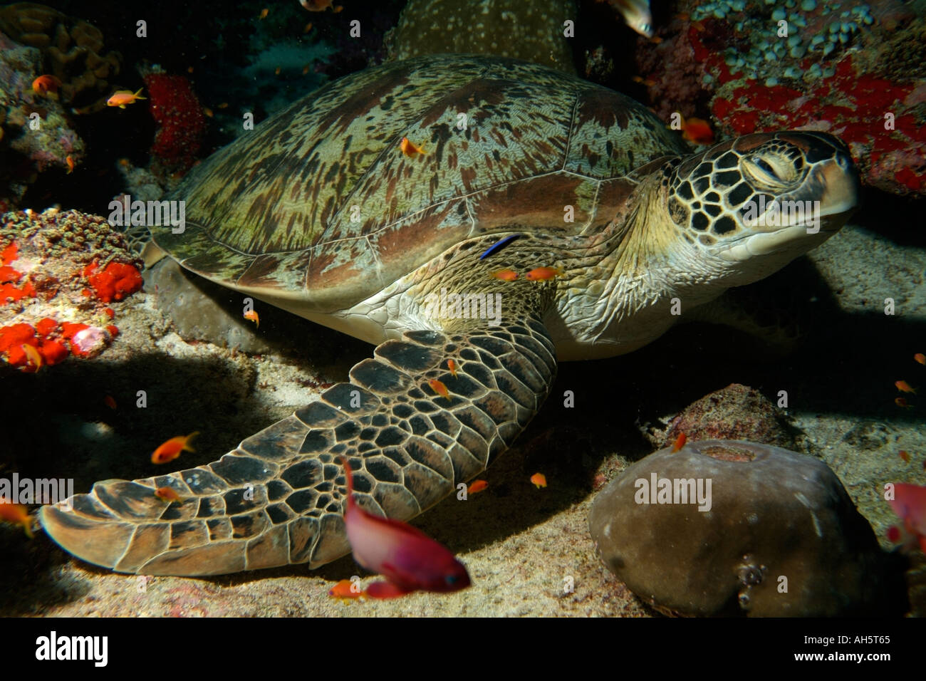 Suppenschildkröte (Chelonia mydas) Schildkröten schwimmen auf dem Meeresgrund, Kandooma, Süd Male Atoll, Malediven. Stockfoto