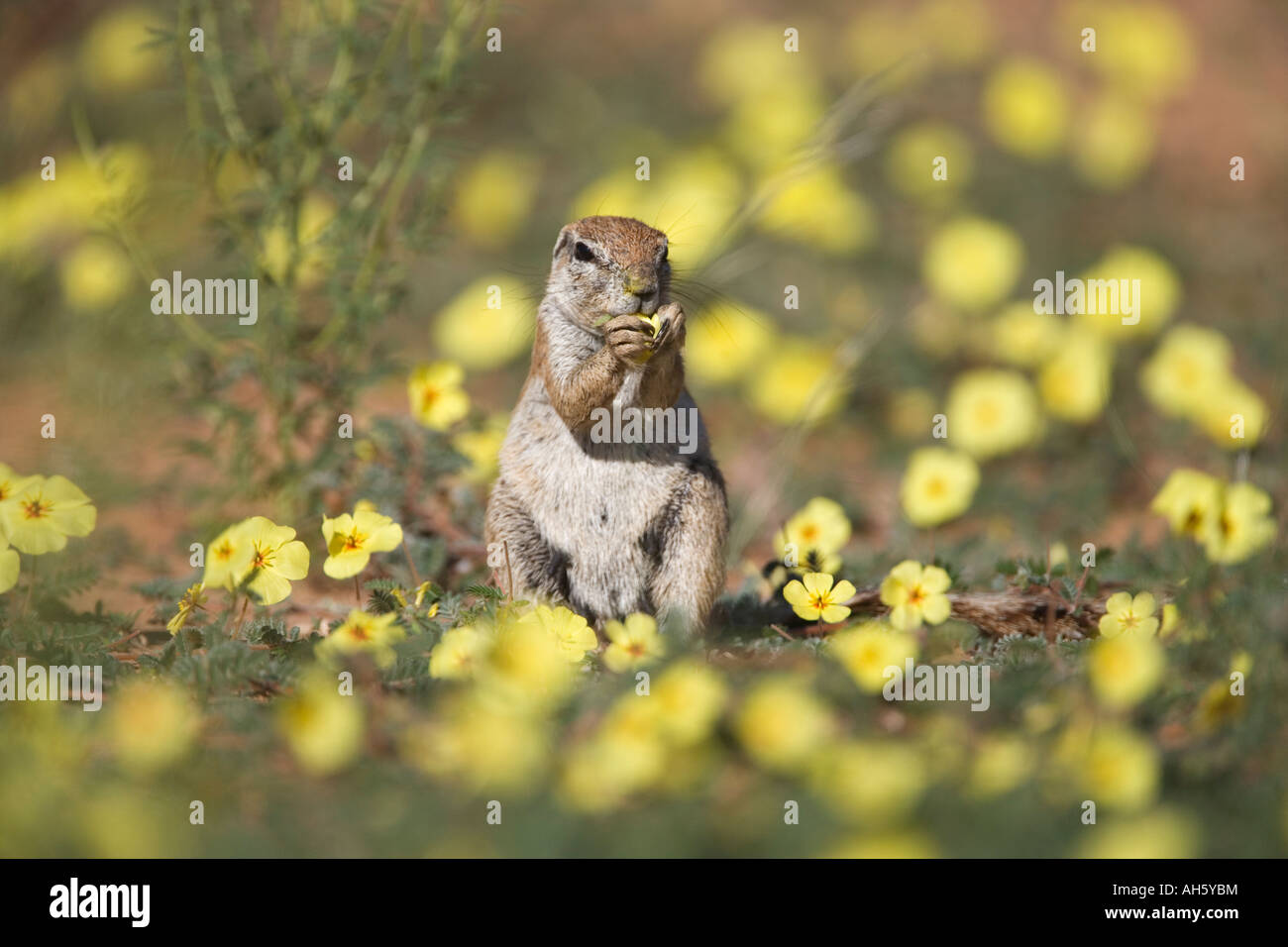 Ziesel Xerus Inauris unter Teufel s Dorn Blumen Kgalagadi Transfrontier Park in Südafrika Stockfoto