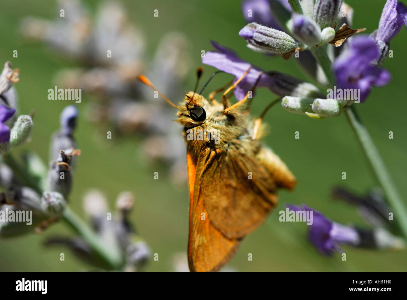 "Feurige ^ Skipper ^ Schmetterling, Hylephila Phyleus, ^ Fütterung auf Lavendelblüte, California" Stockfoto