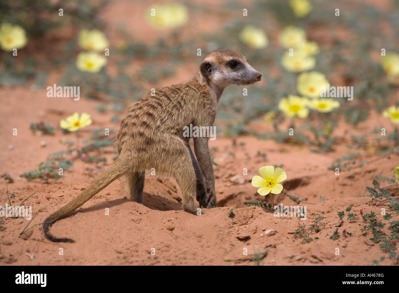 Meerkat Suricata Suricatta unter Teufel Dorn Blumen Kgalagadi Transfrontier Park in Südafrika Stockfoto