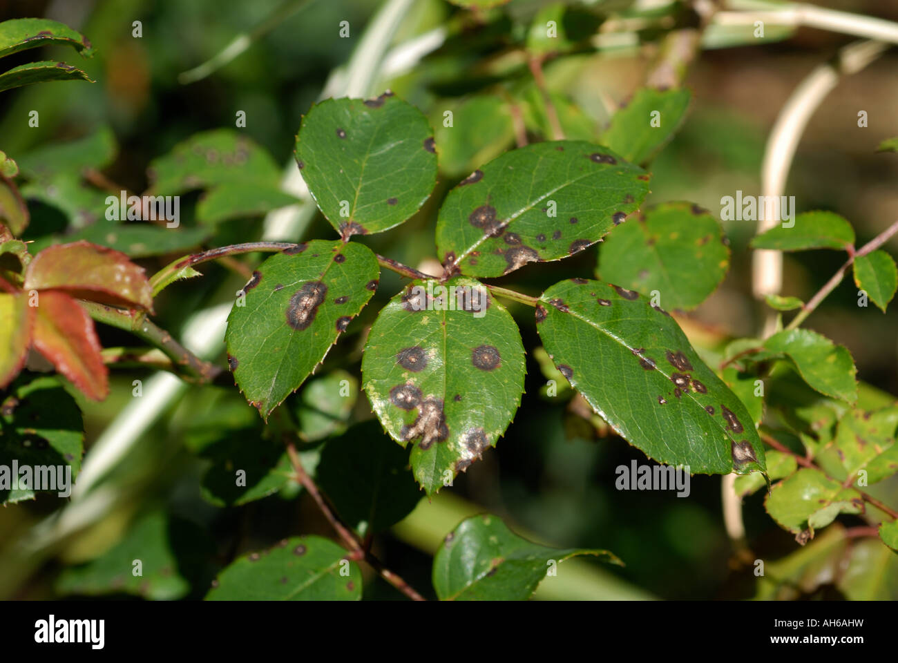 Stieg der Blackspot Diplocarpon Rosae dunkle Blattflecken auf Rosenblättern Stockfoto