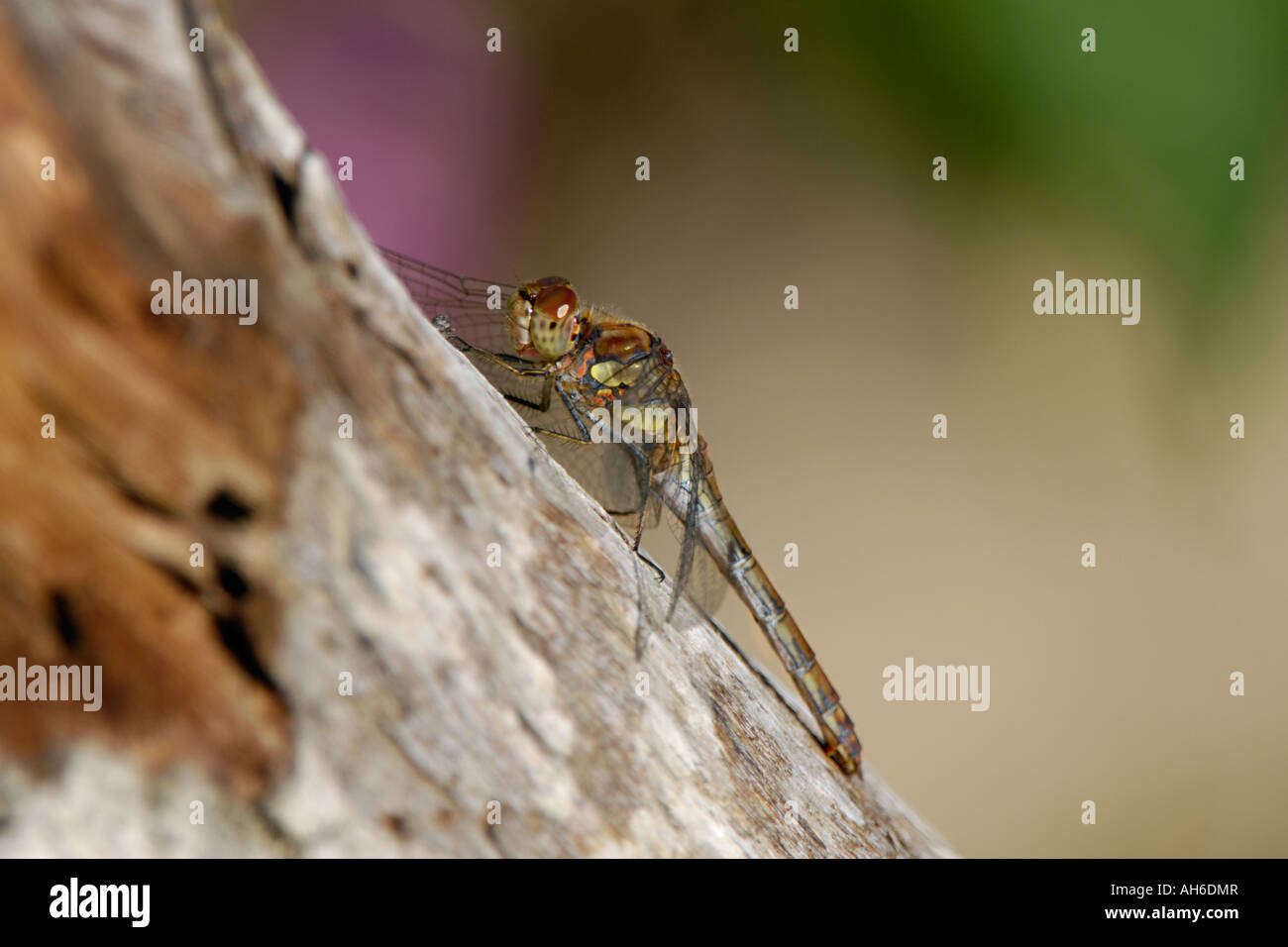 Weibliche vagrant Darter sitzen in der Sonne (Sympetrum Vulgatum, weiblich) Stockfoto