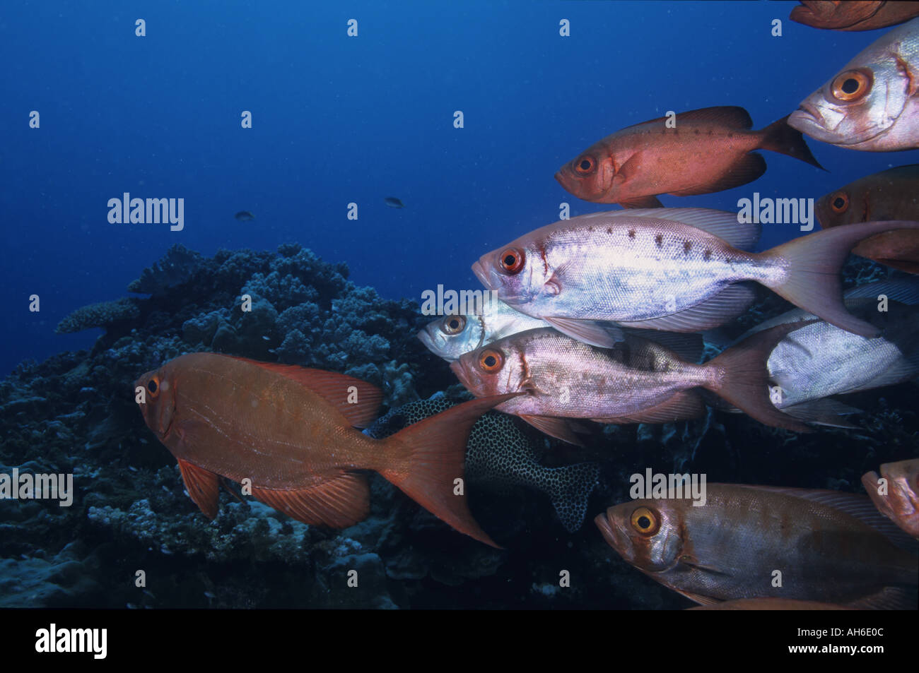 Schule des Blotcheye Soldierfish (Myripristis Berndti) und Rotrock Squirrelfish (Sargocentron Rubrum), Noumea, Neukaledonien Stockfoto
