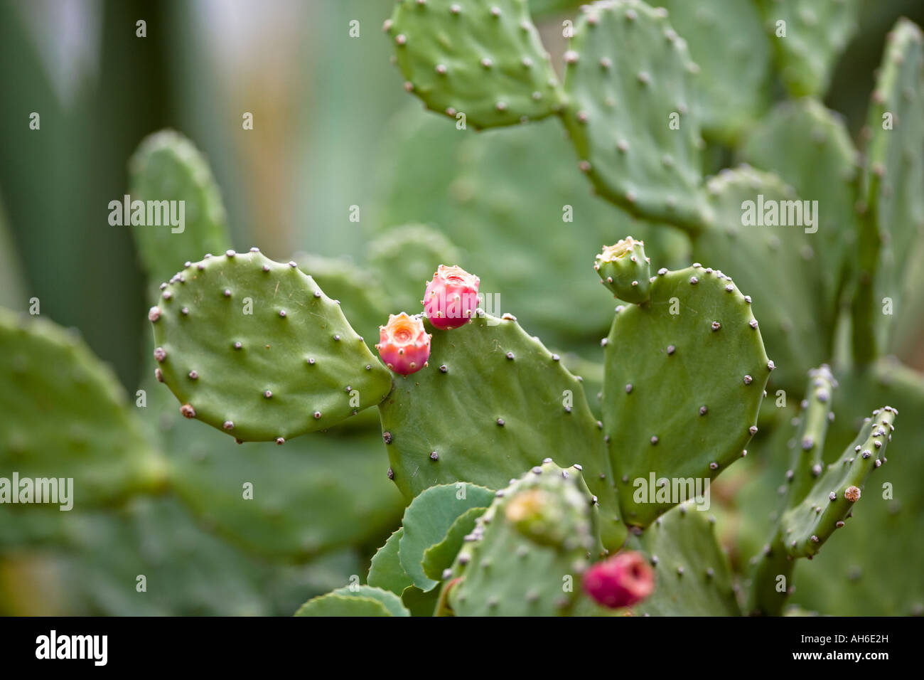 Feigenkaktus Stockfoto