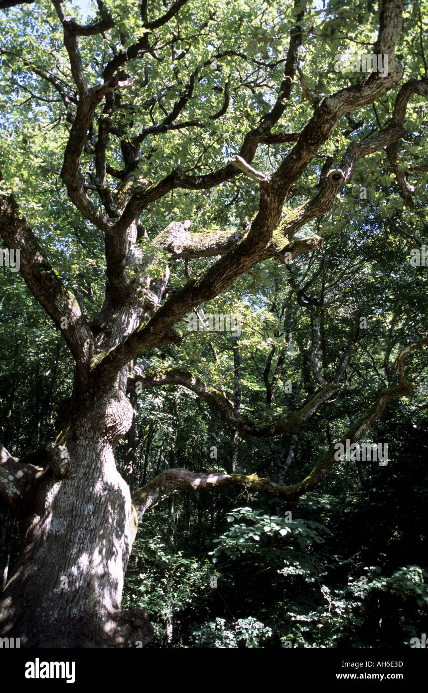 Frankreich Provence Sainte Baume Plan Aups alt-Eiche im Wald Stockfoto