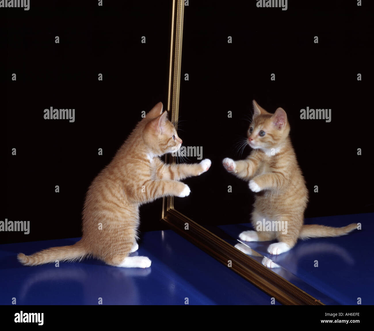 Kätzchen in Spiegel Stockfoto
