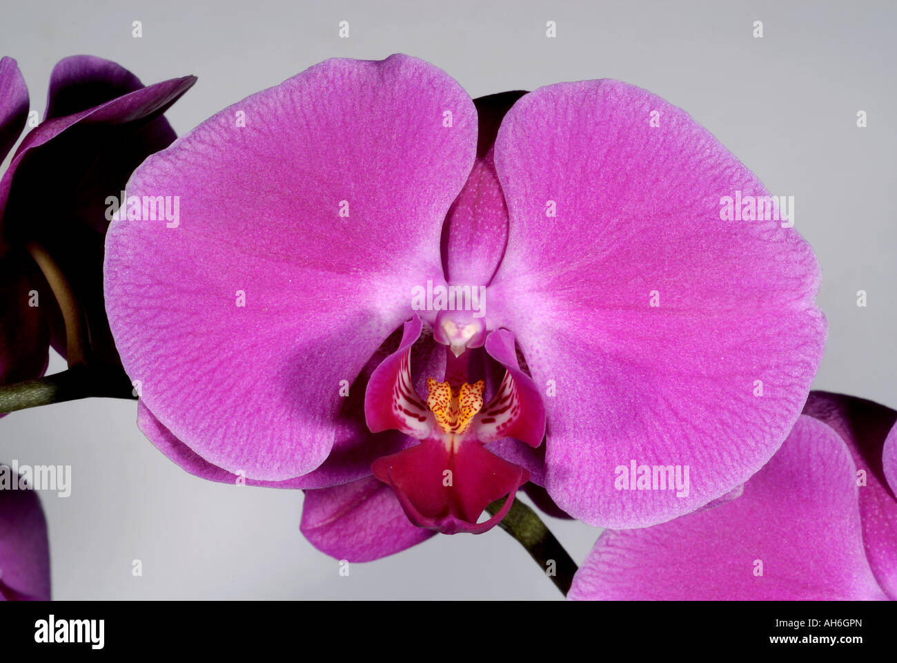 Blume und Blume Teile einer Orchidee Phalaenopsis Topfpflanze Stockfoto
