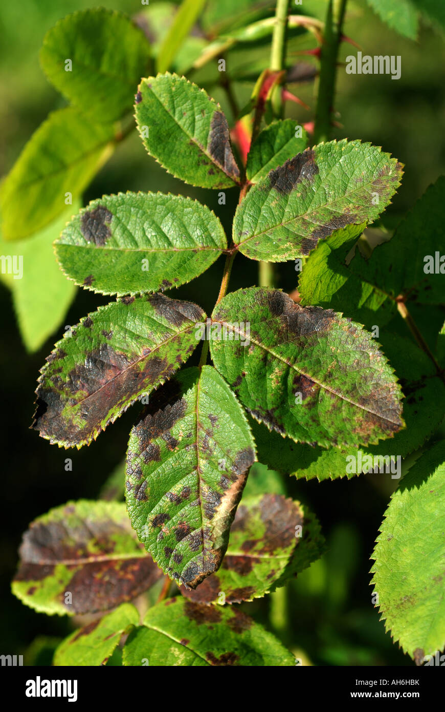 Stieg der Blackspot Diplocarpon Rosae dunkle Blattflecken auf Rosenblättern Stockfoto