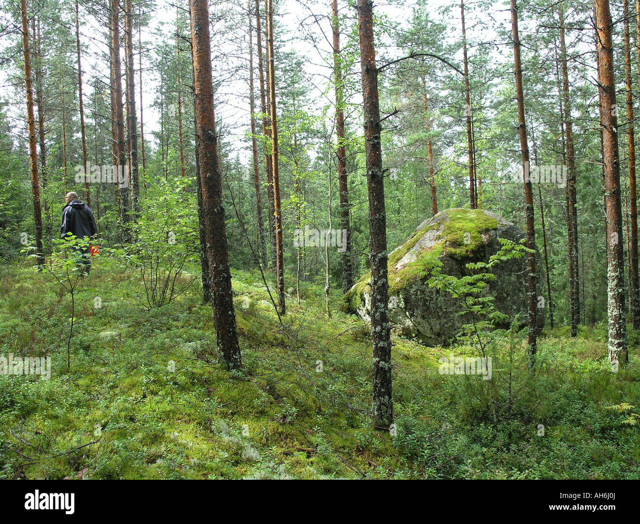 Mann sucht Pilze im Wald im Süden Karelien Finnland Stockfoto