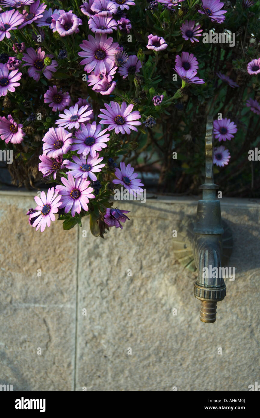 Lila afrikanischen Margeriten und alten Wasserhahn Stockfoto