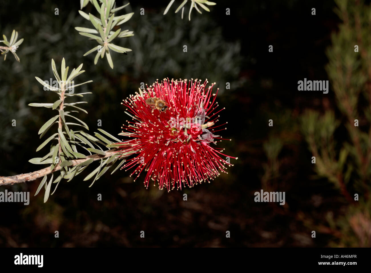 Crimson Kunzea und Honey Bee - Kunzea Baxteri und Apis mellifera Stockfoto