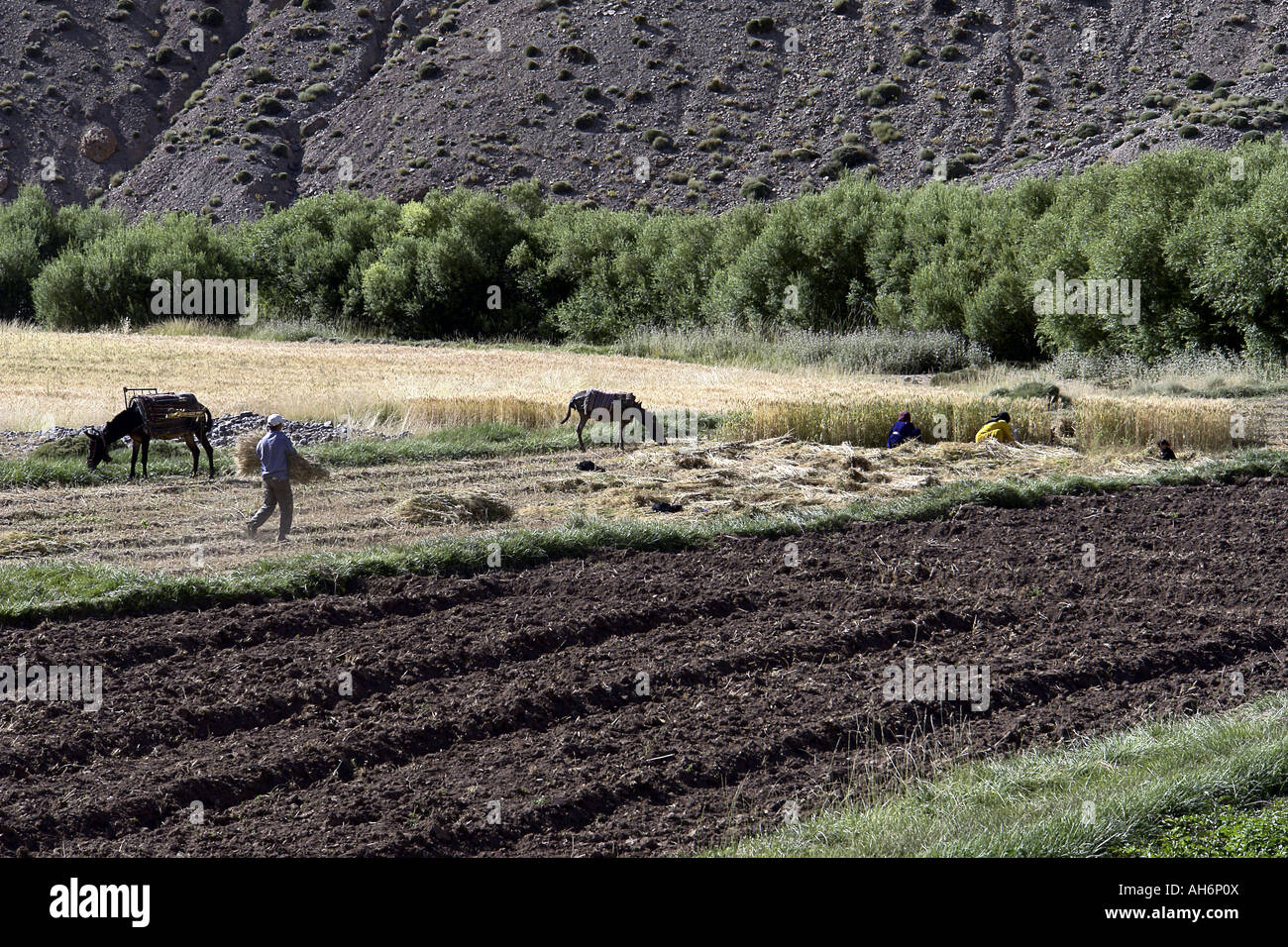 Marokkanische Grubber arbeitet in den Bereichen Ouzighimt Tal Marokko Stockfoto