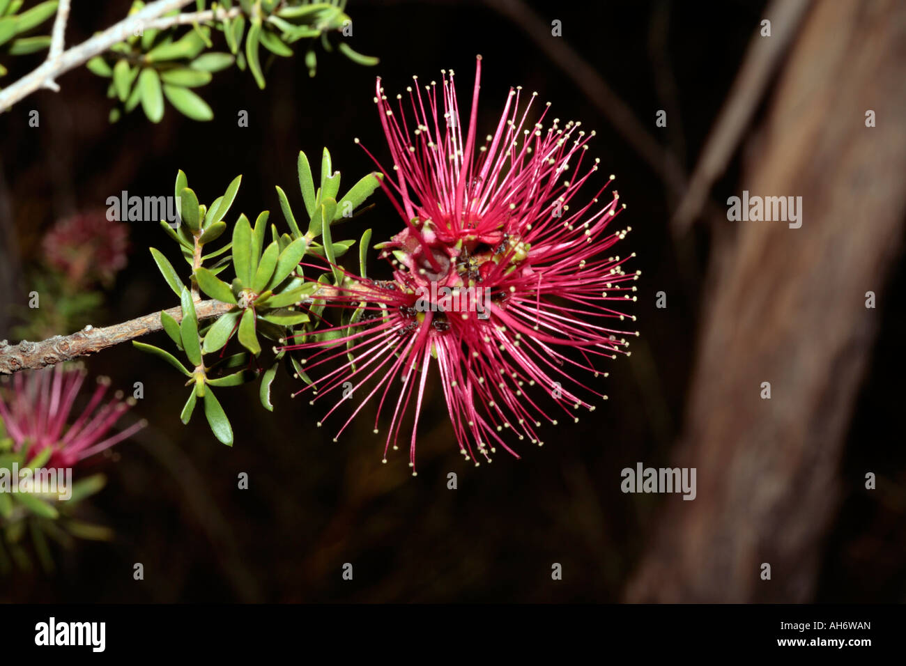 Granit Kunzea Blume wimmelt es von schwarzen Ameisen - Kunzea Pulchella und Lasius niger Stockfoto