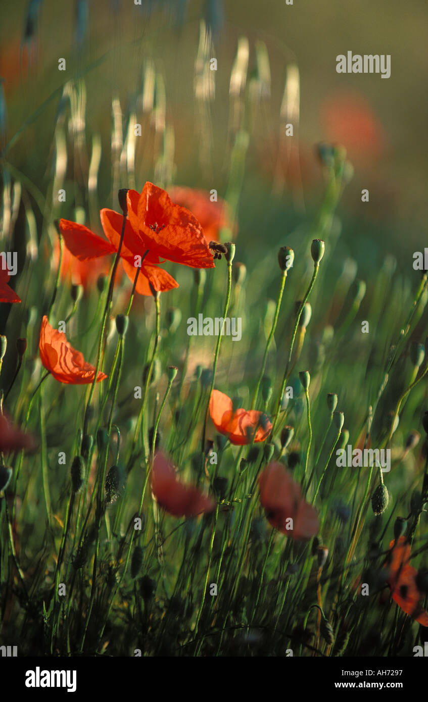 Mohn mit Biene Provence Frankreich Stockfoto