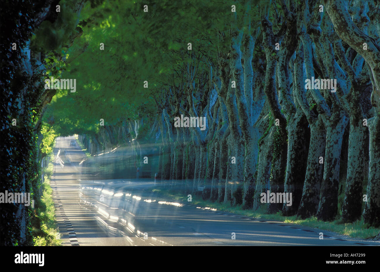 Allee der Bäume nr St Remy de Provence Provence Frankreich Stockfoto